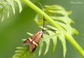 Nemophora degeerella